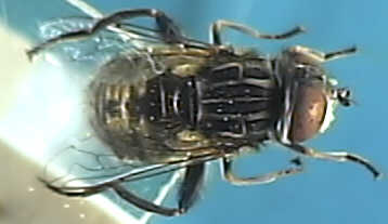 Eristalis sepulchralis